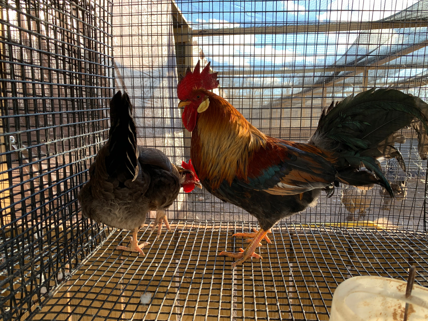 Pair Brown Leghorn