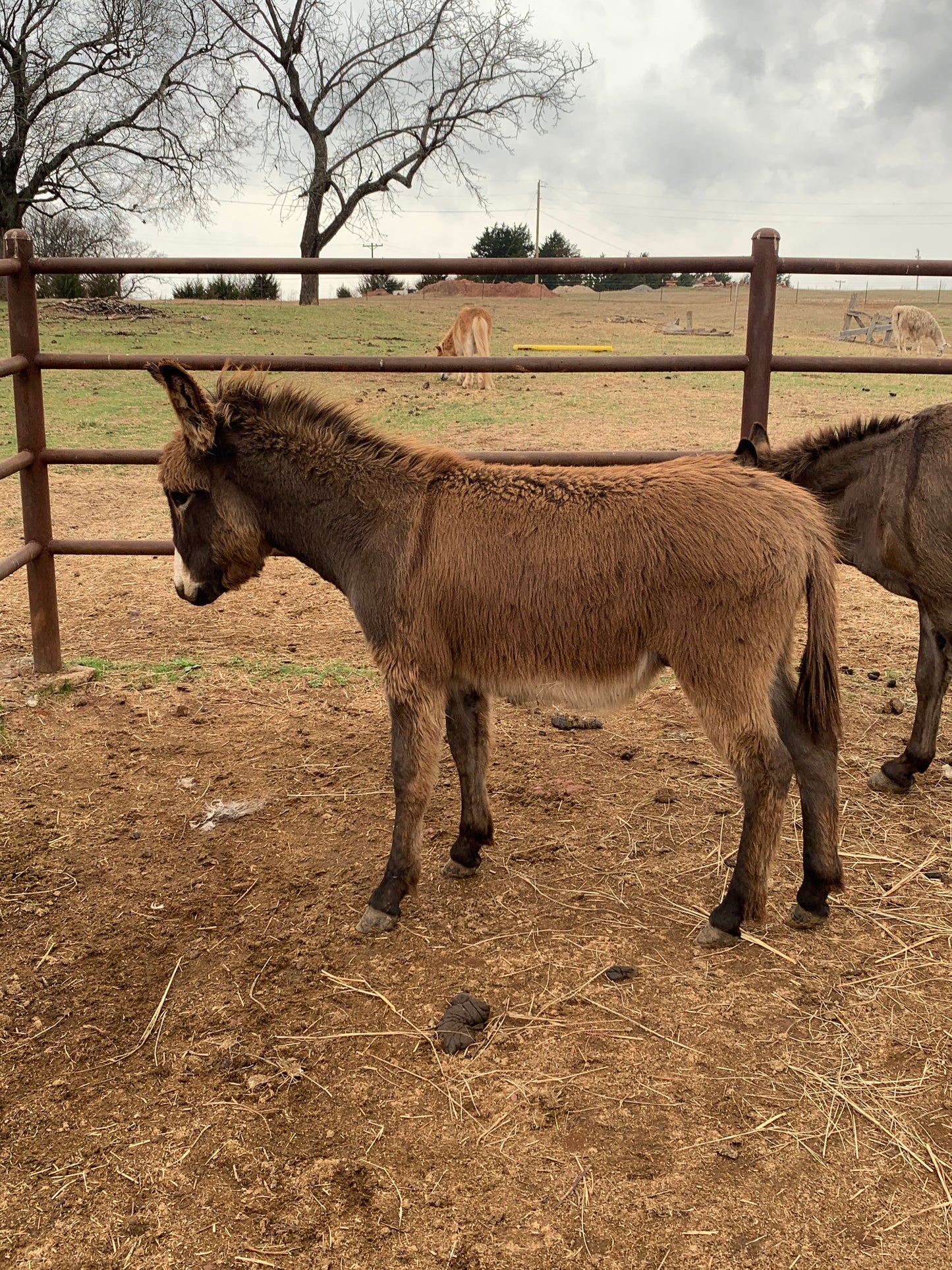 Jack-Weanling Standard Donkey