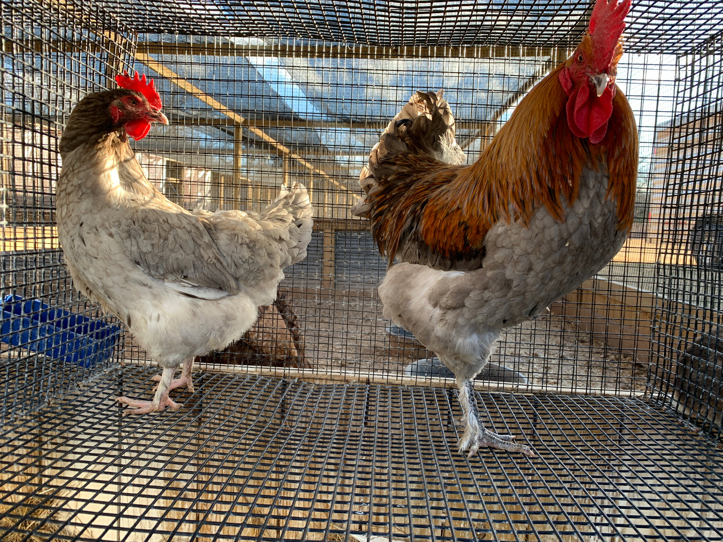 Pair Blue Copper Maran