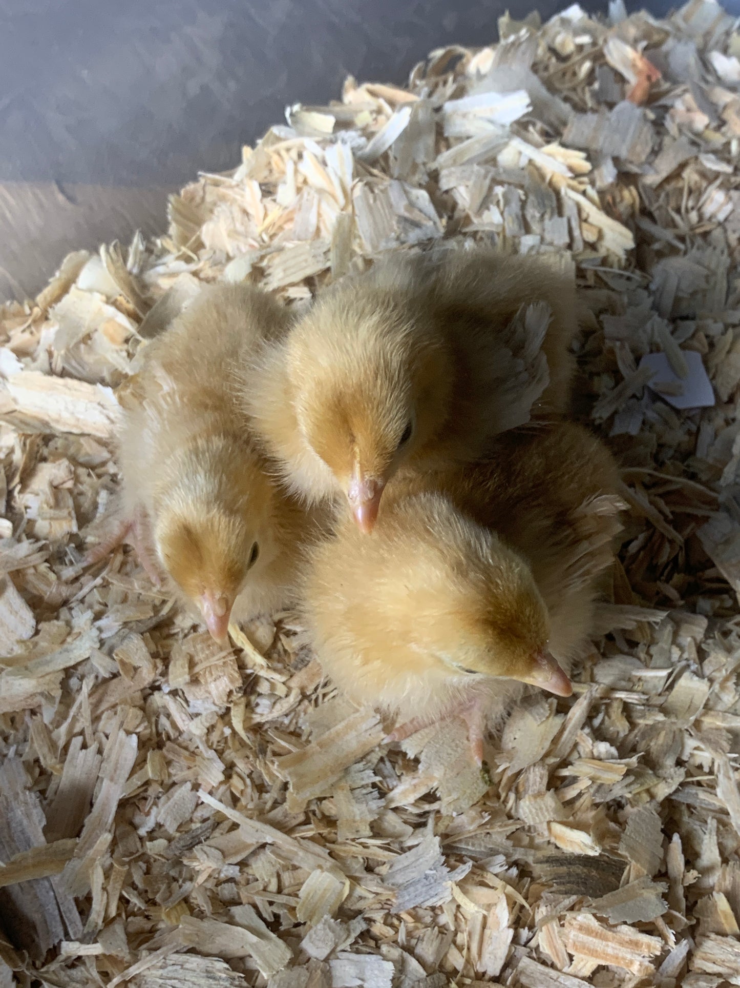 Buff/Red Frizzle Cochin Bantam Chick