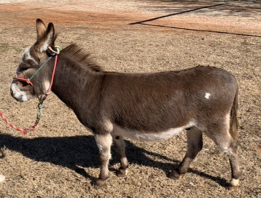 Jack-Miniature Paint Donkey