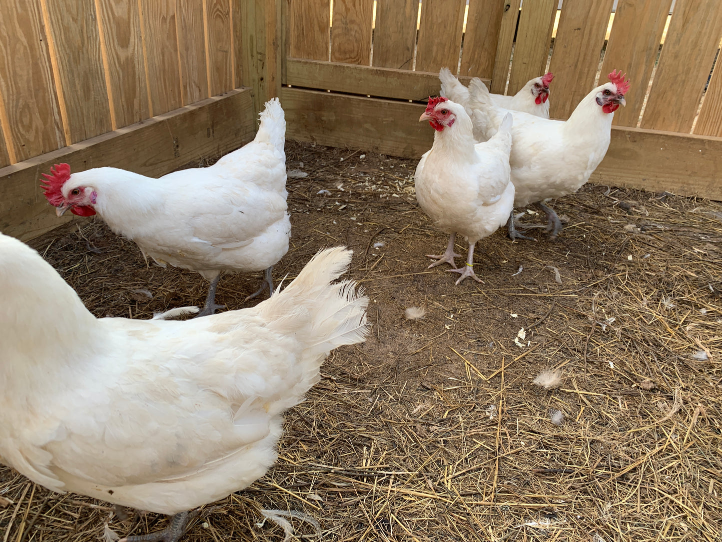 Hen-American Bresse