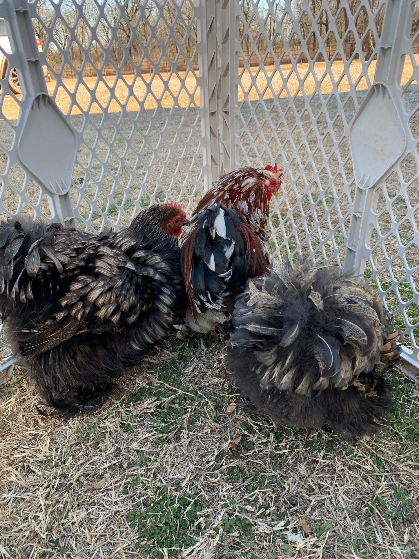 2 Hens, 1 Rooster-Gold Frizzle & Calico Cochin Bantam