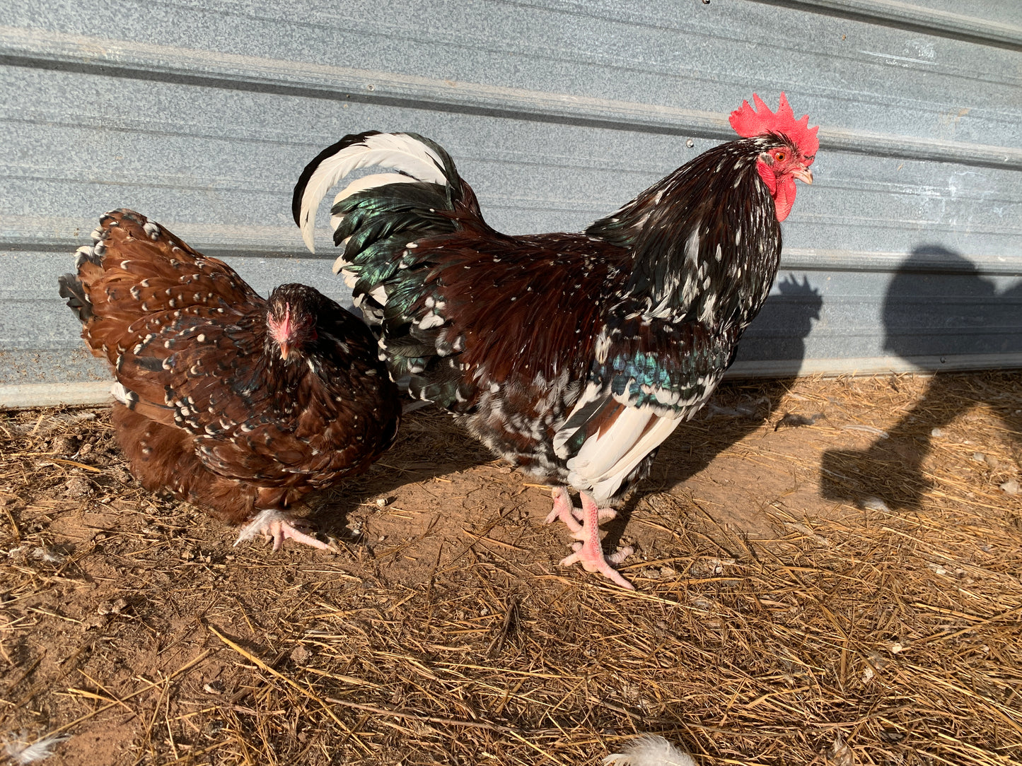Pair Jubilee Orpingtons