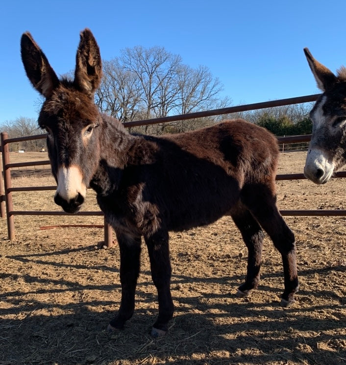 Jenny-Standard Donkey