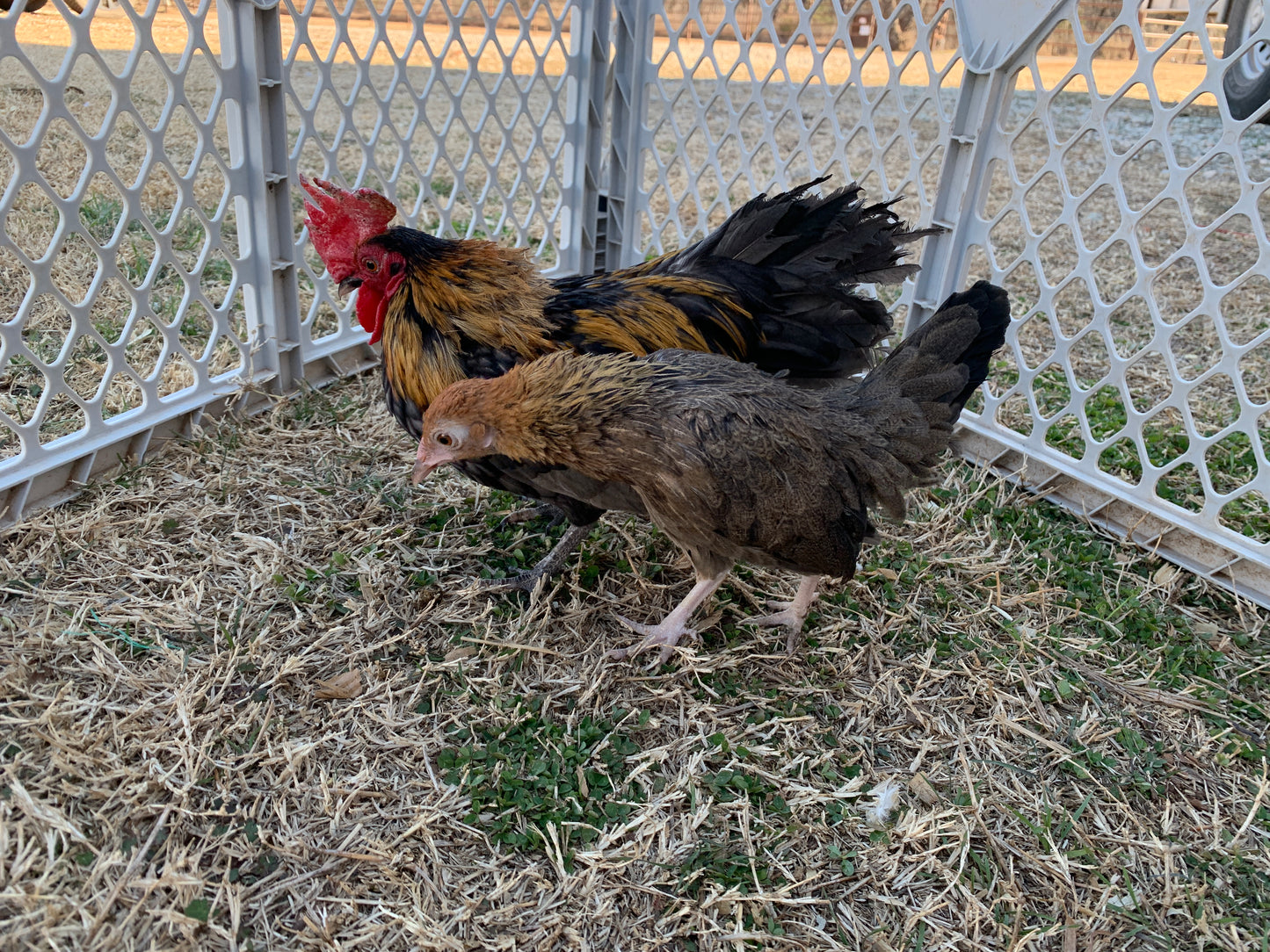 Pair Kikiriki Bantams