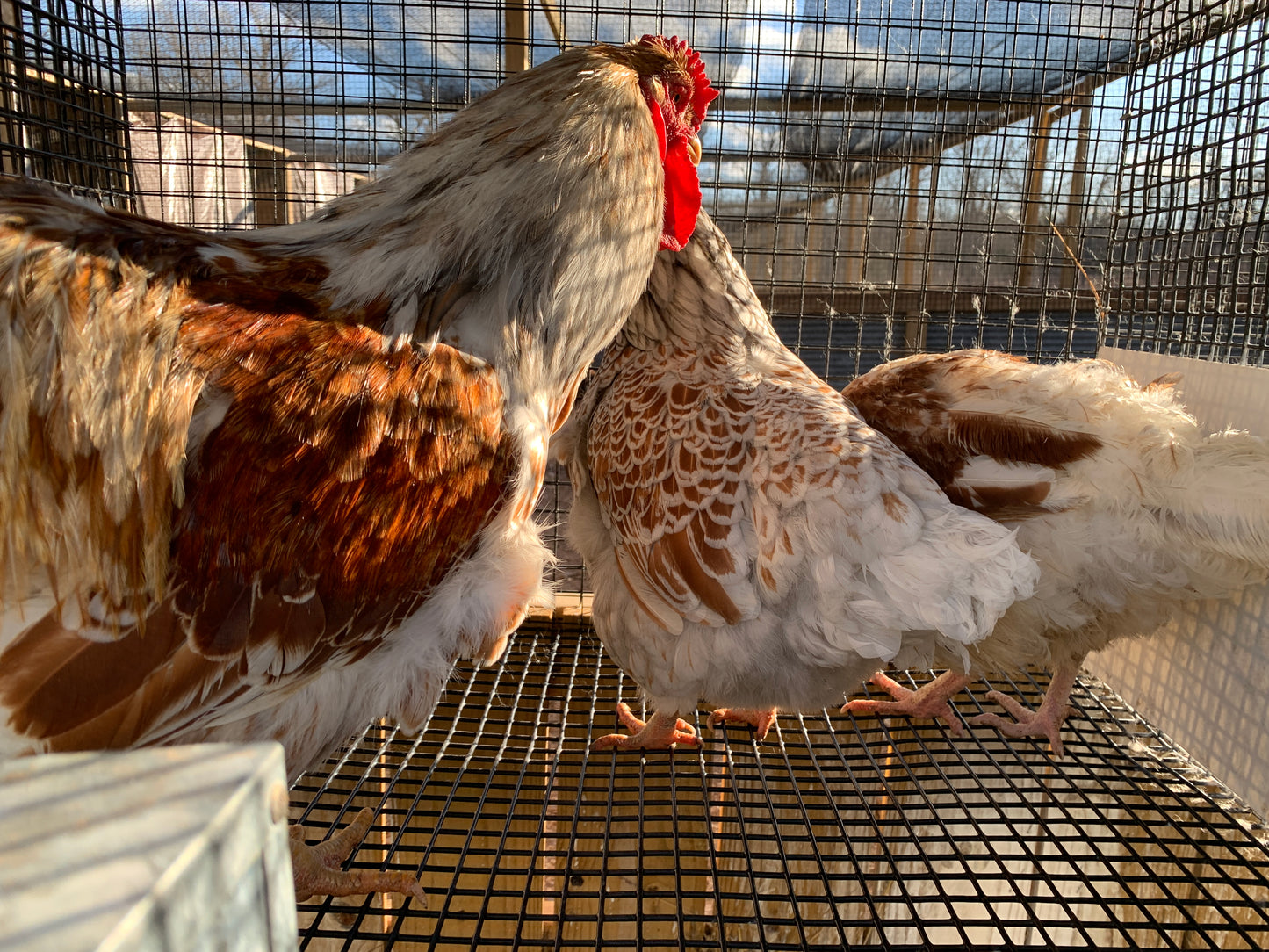 Trio Splash Blue Laced Red Wyandottes