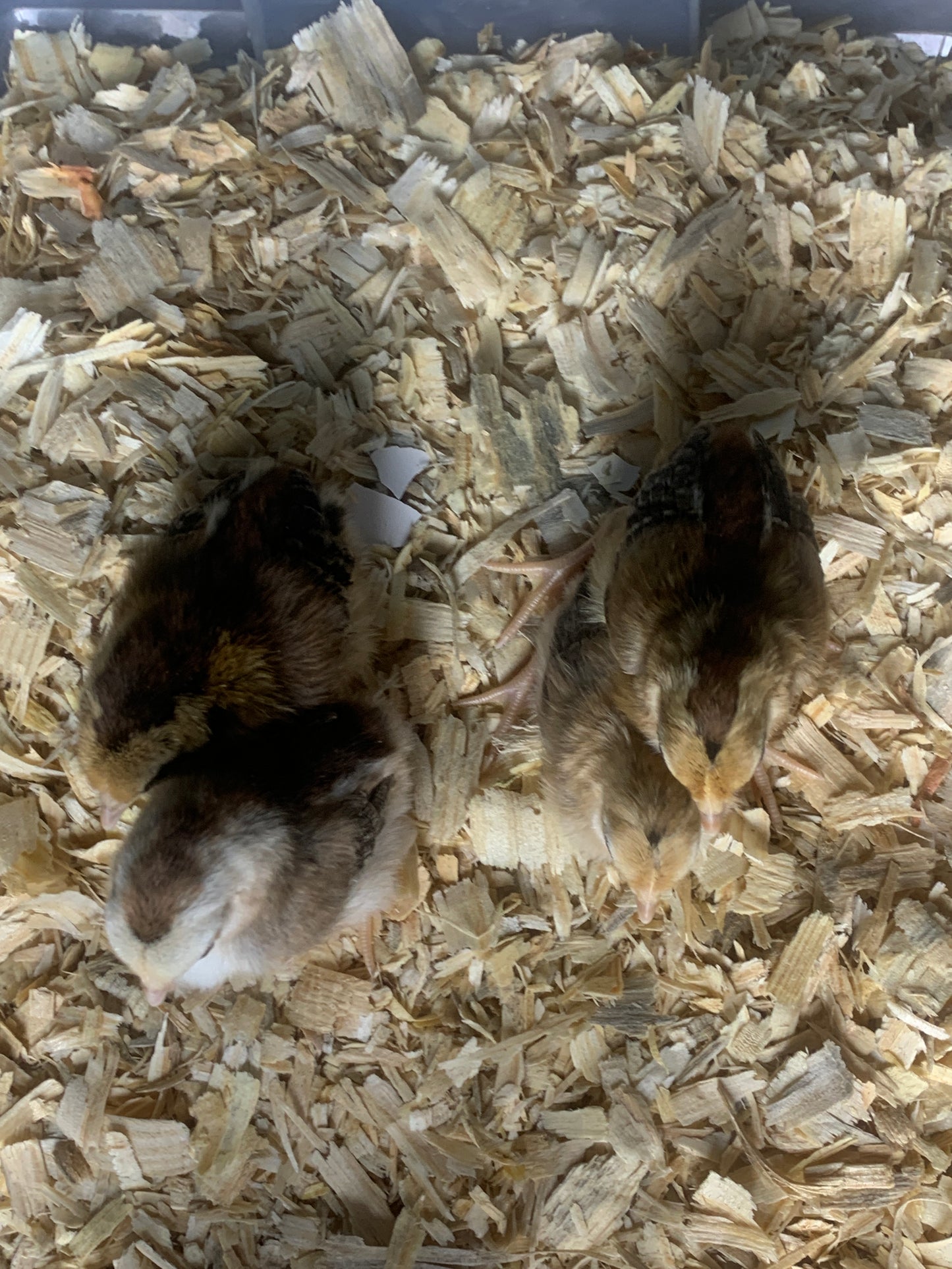 Duckwing Old English Game Bantam Chick
