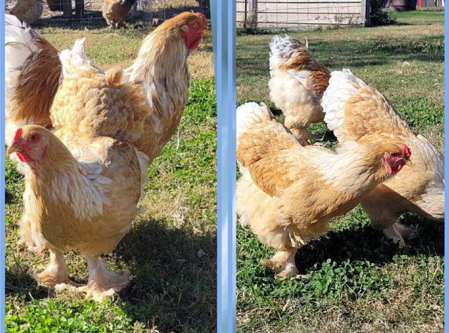 Chick-Lemon Pyle Standard Brahma-Unsexed