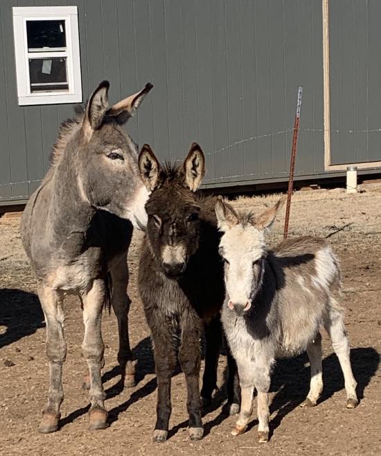 Jack-Miniature Donkey-Weanling, paint