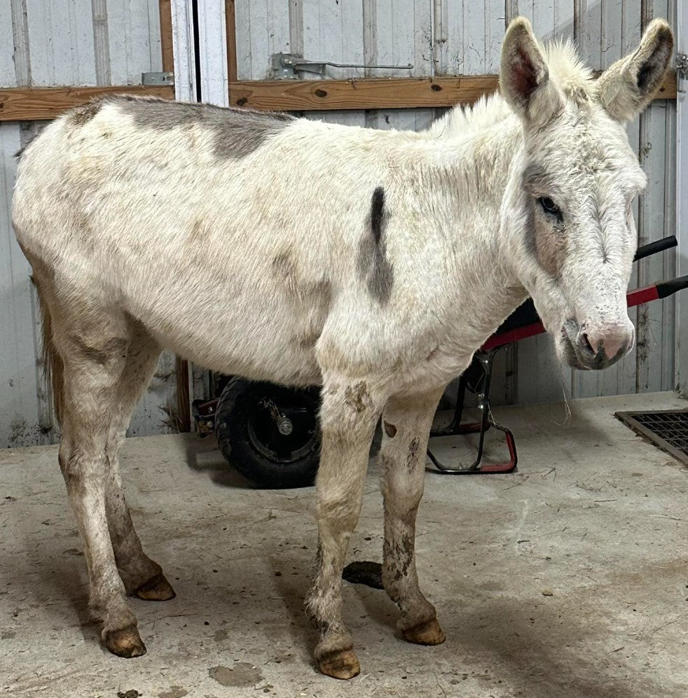 Jack-Standard Donkey-46" Paint