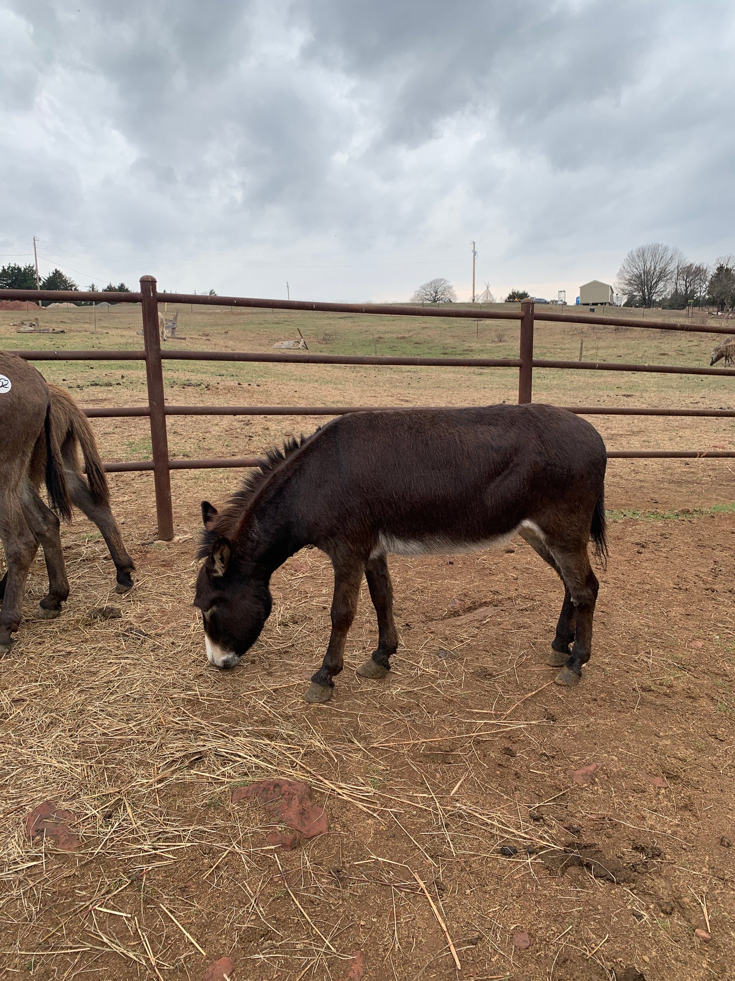 Jenny-Miniature Donkey-37" tall, exposed for 2026 foal
