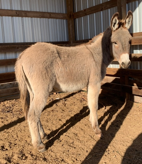 Jack-Standard Donkey-Yearling