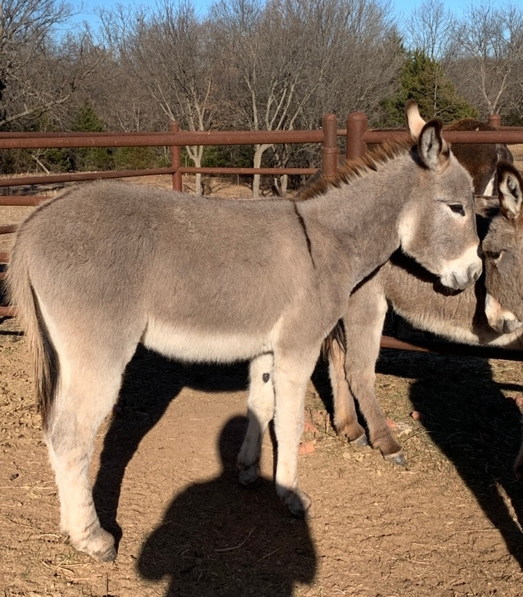 Jack-Standard Donkey