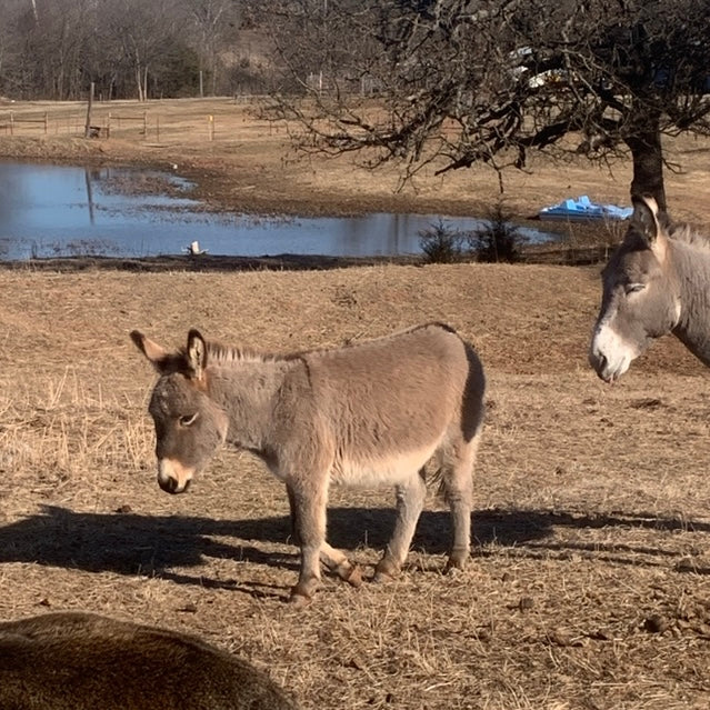 Jack-Miniature Donkey