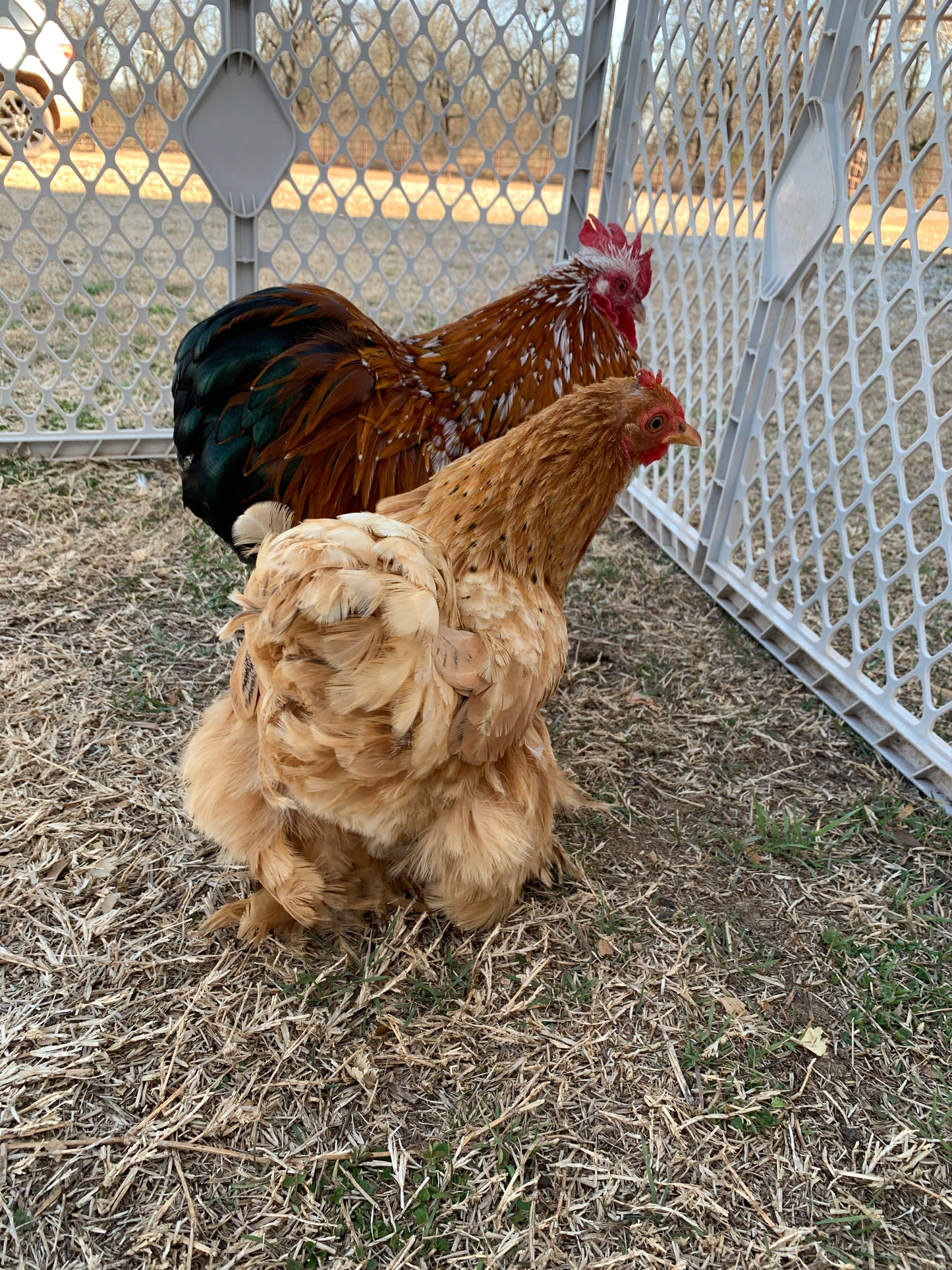 Pair Calico Bantam Cochin