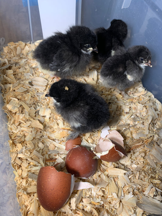 French Black Copper Maran-Unsexed