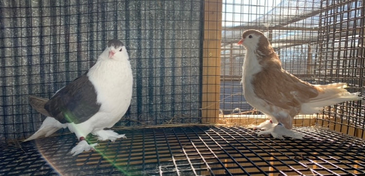 Pair-Lahore Pigeons