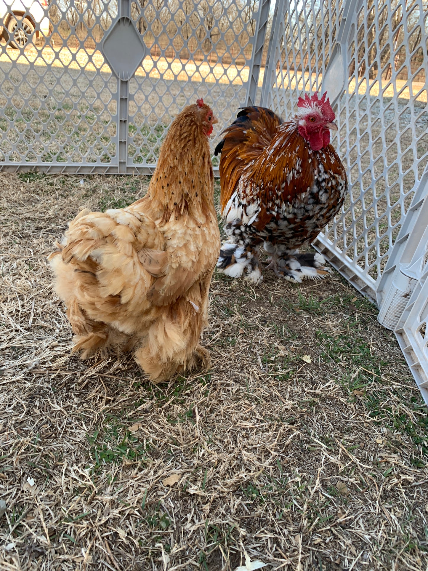 Pair Calico Bantam Cochin