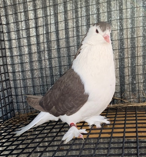 Pair-Lahore Pigeons