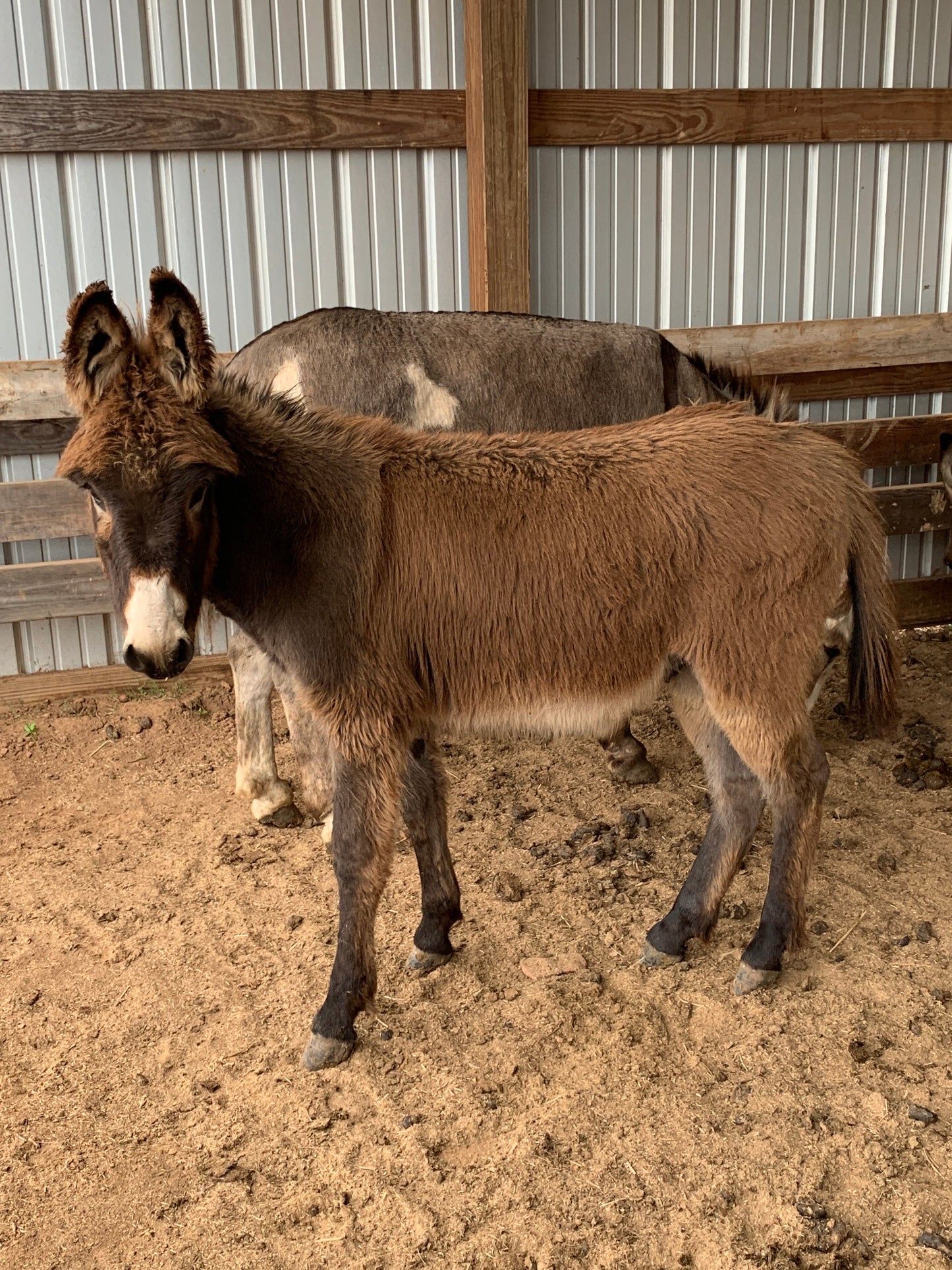 Jack-Weanling Standard Donkey