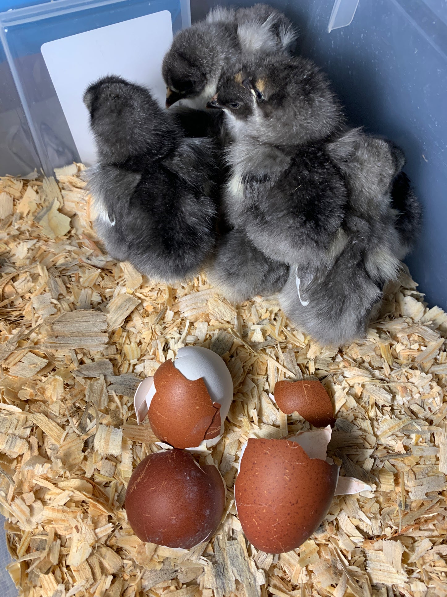 Standard Blue Maran-Unsexed