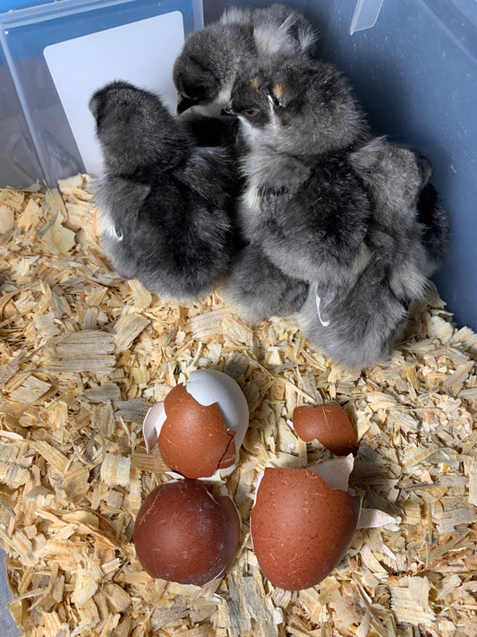 Standard Blue Maran-Unsexed