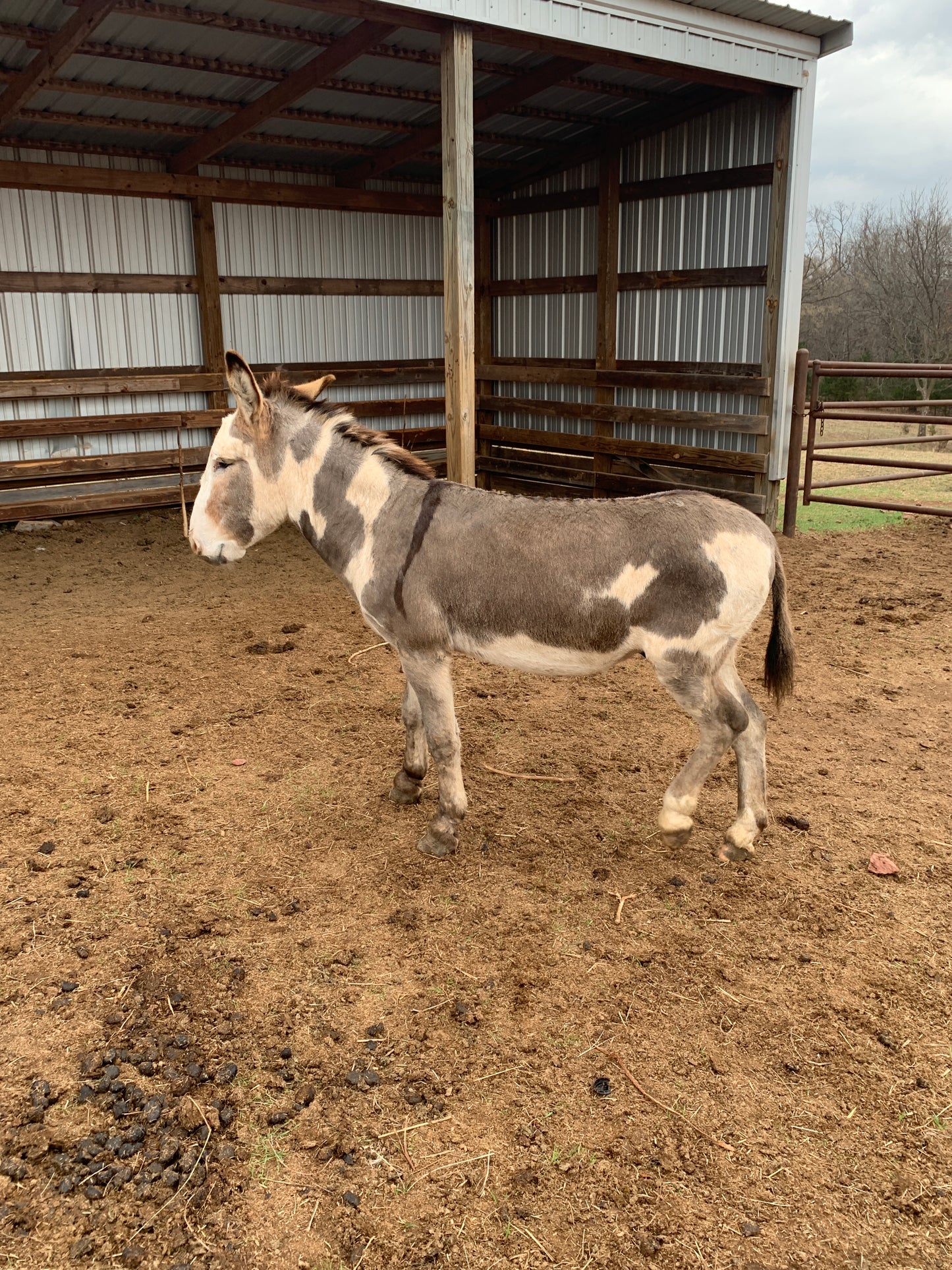 Jack-Standard Paint Donkey-42" Tall