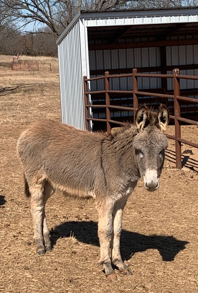 Jack-Weanling Standard Donkey