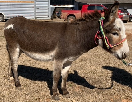 Jack-Miniature Paint Donkey