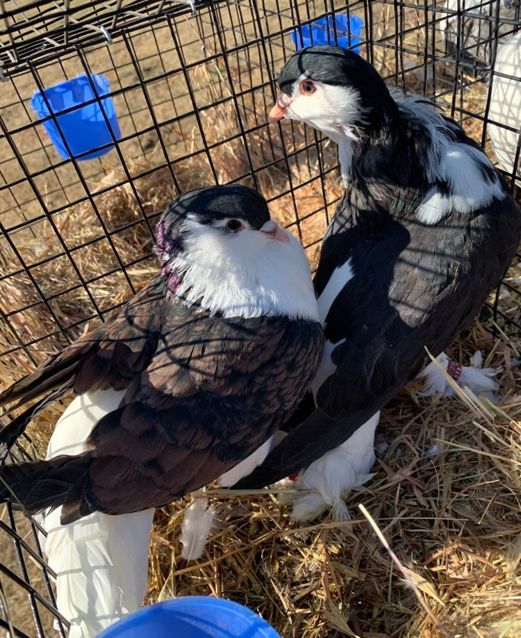 Pair-Lahore Pigeons