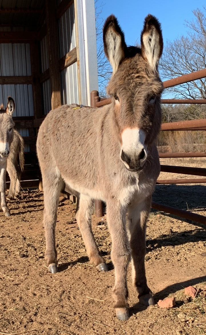 Jenny-Standard Donkey