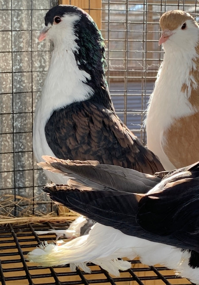 Pair-Lahore Pigeons