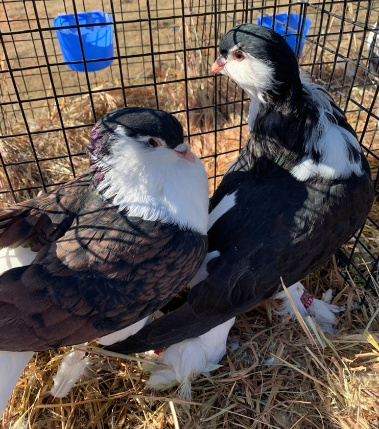 Pair-Lahore Pigeons