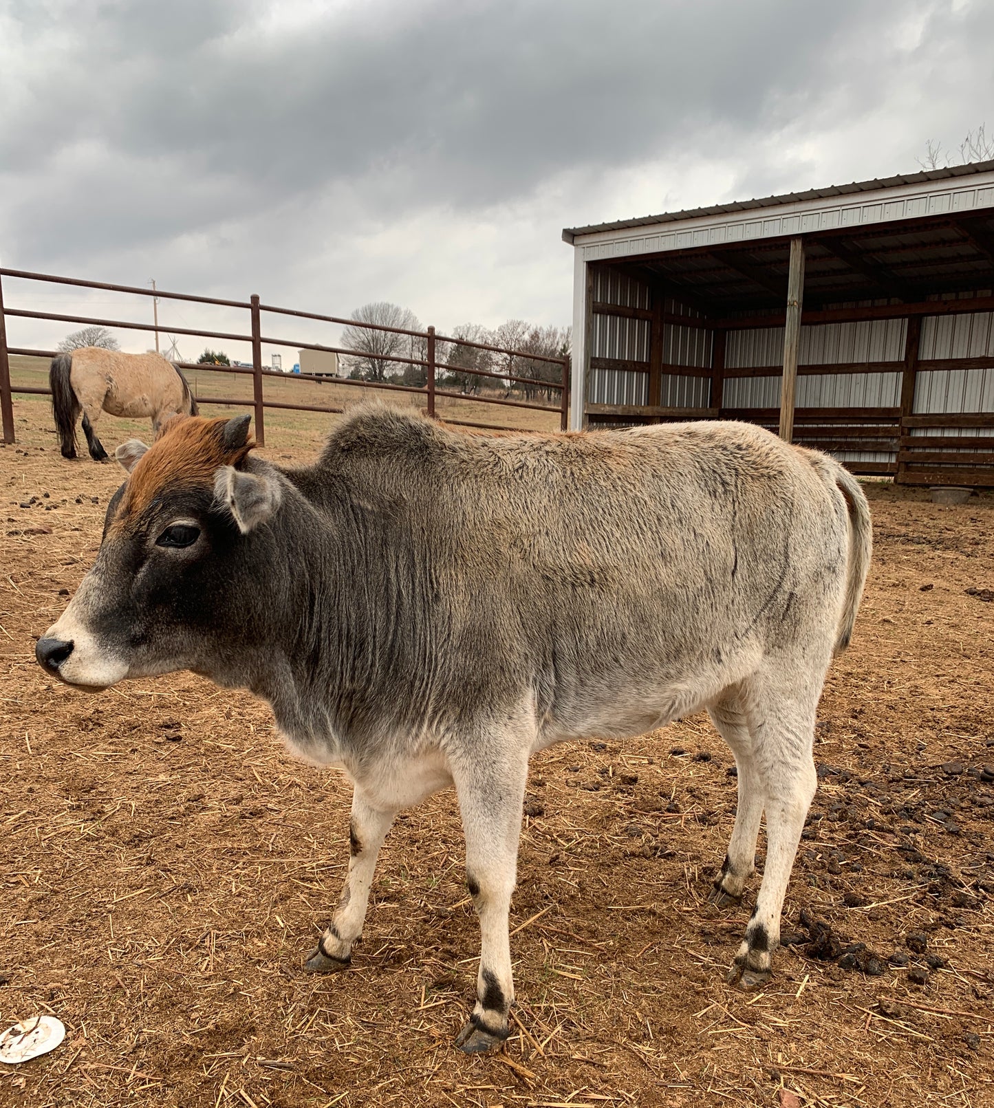 Heifer-Zebu-Exposed & 30" tall