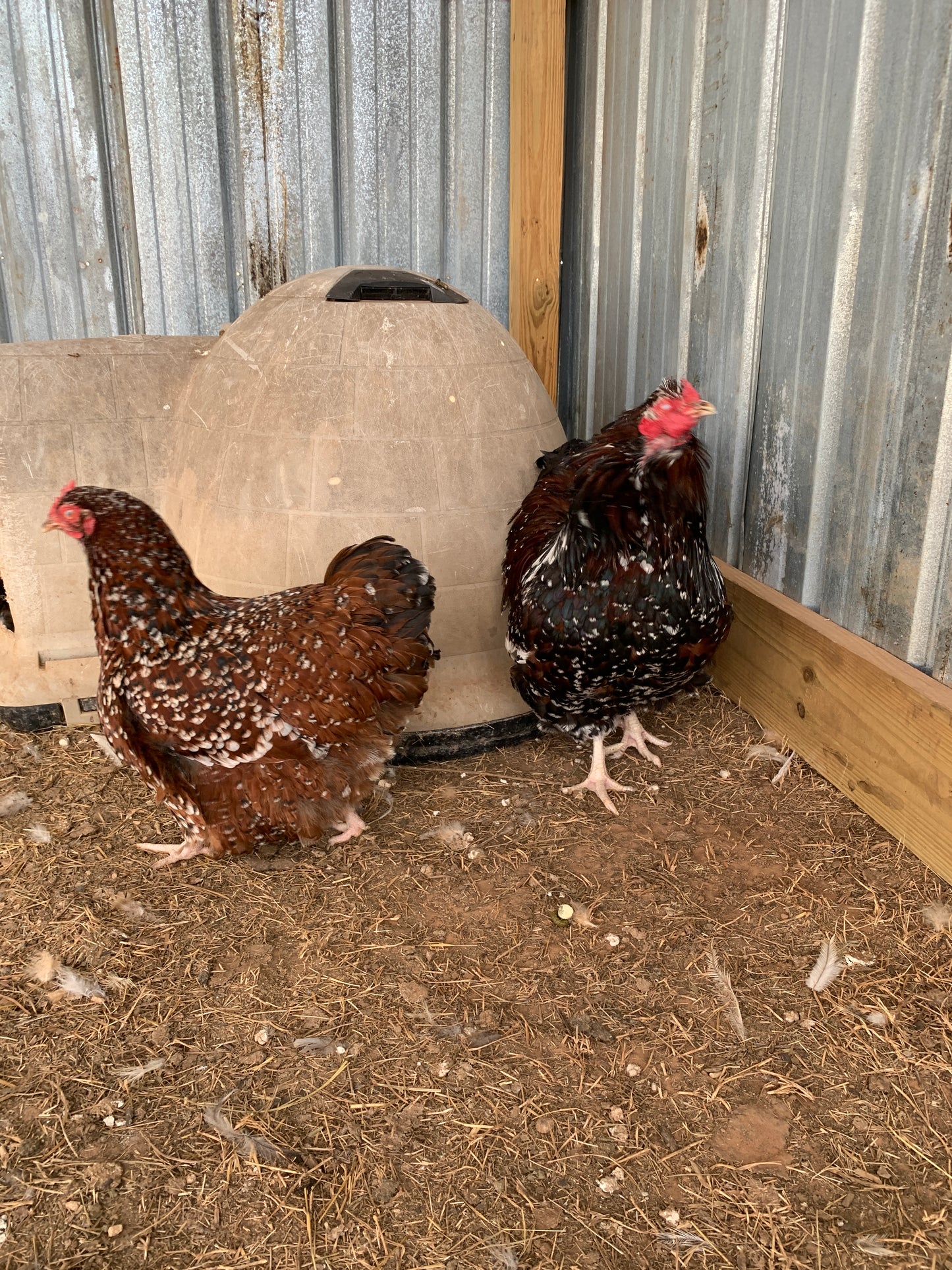 Pair Jubilee Orpingtons