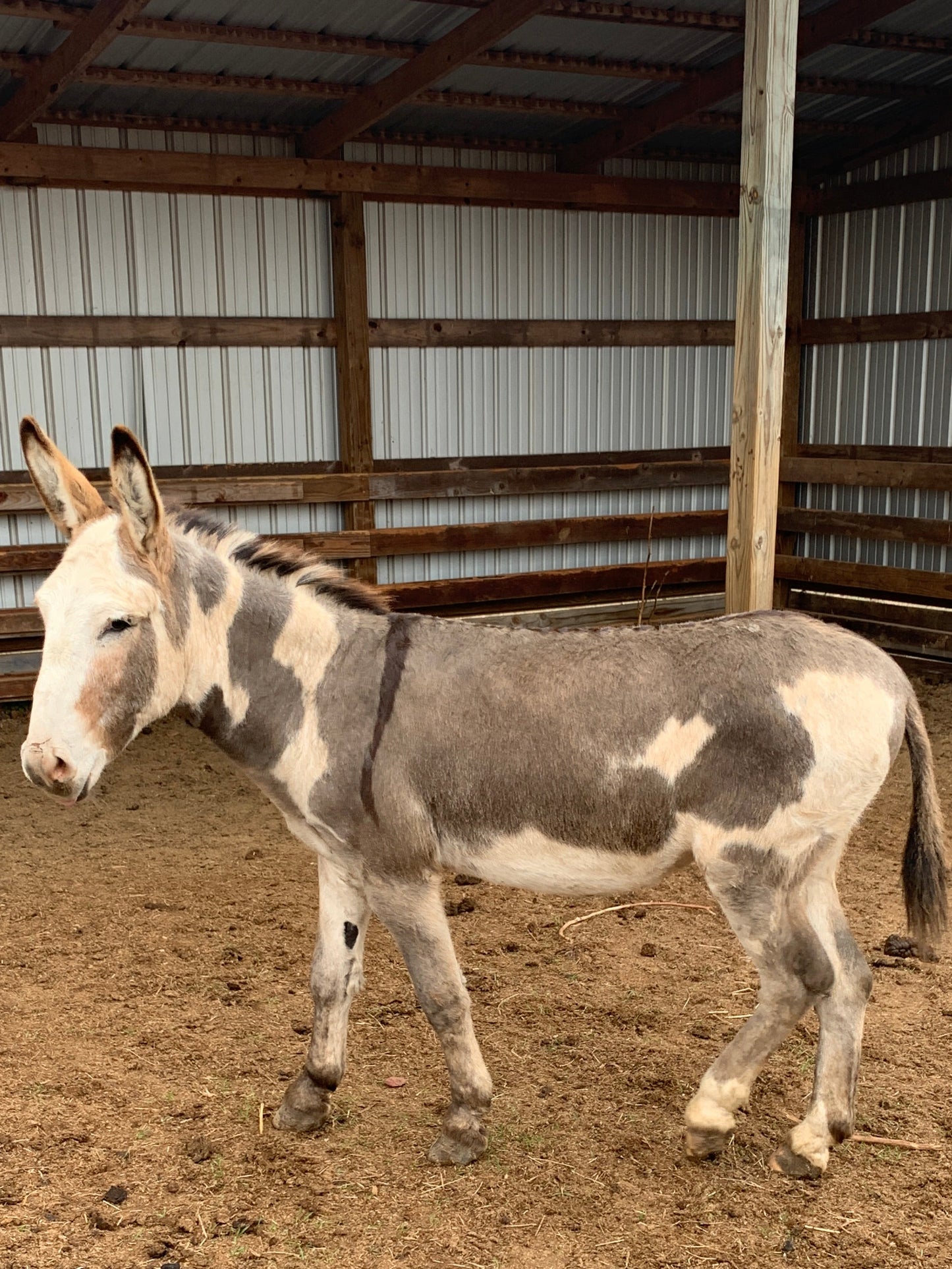 Jack-Standard Paint Donkey-42" Tall