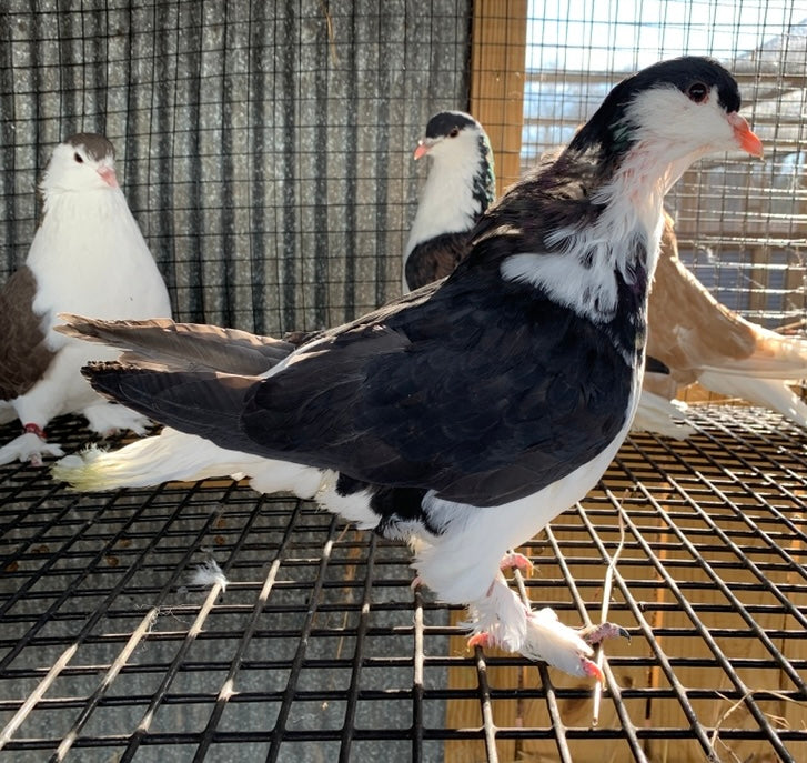 Pair-Lahore Pigeons