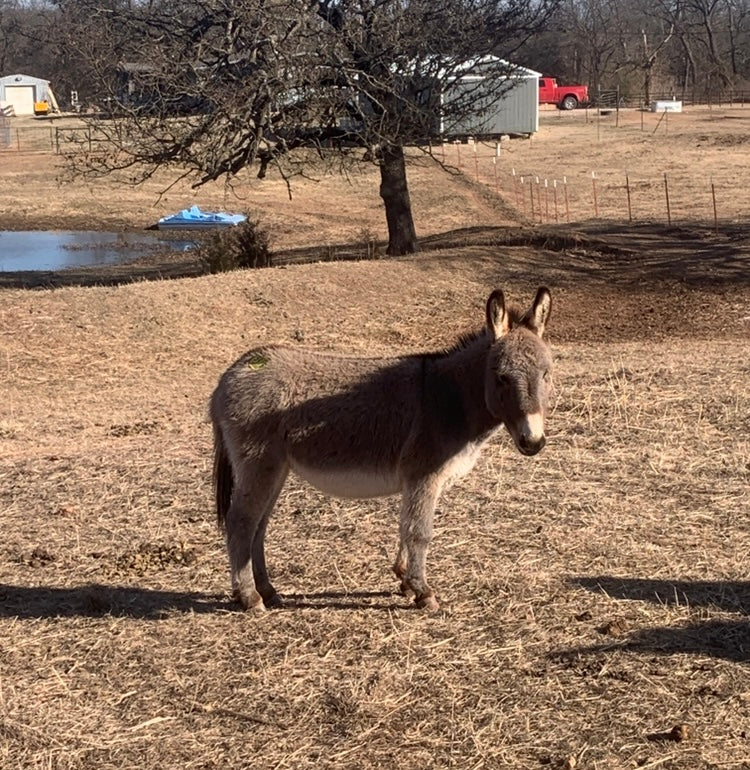 Jack-Miniature Donkey