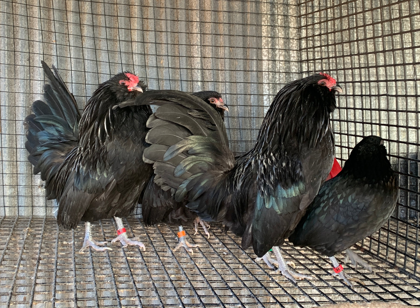 Pair Black Belgian D’anver Bantams