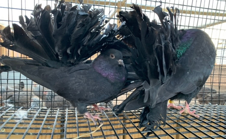 Pair Black Fantail Pigeons