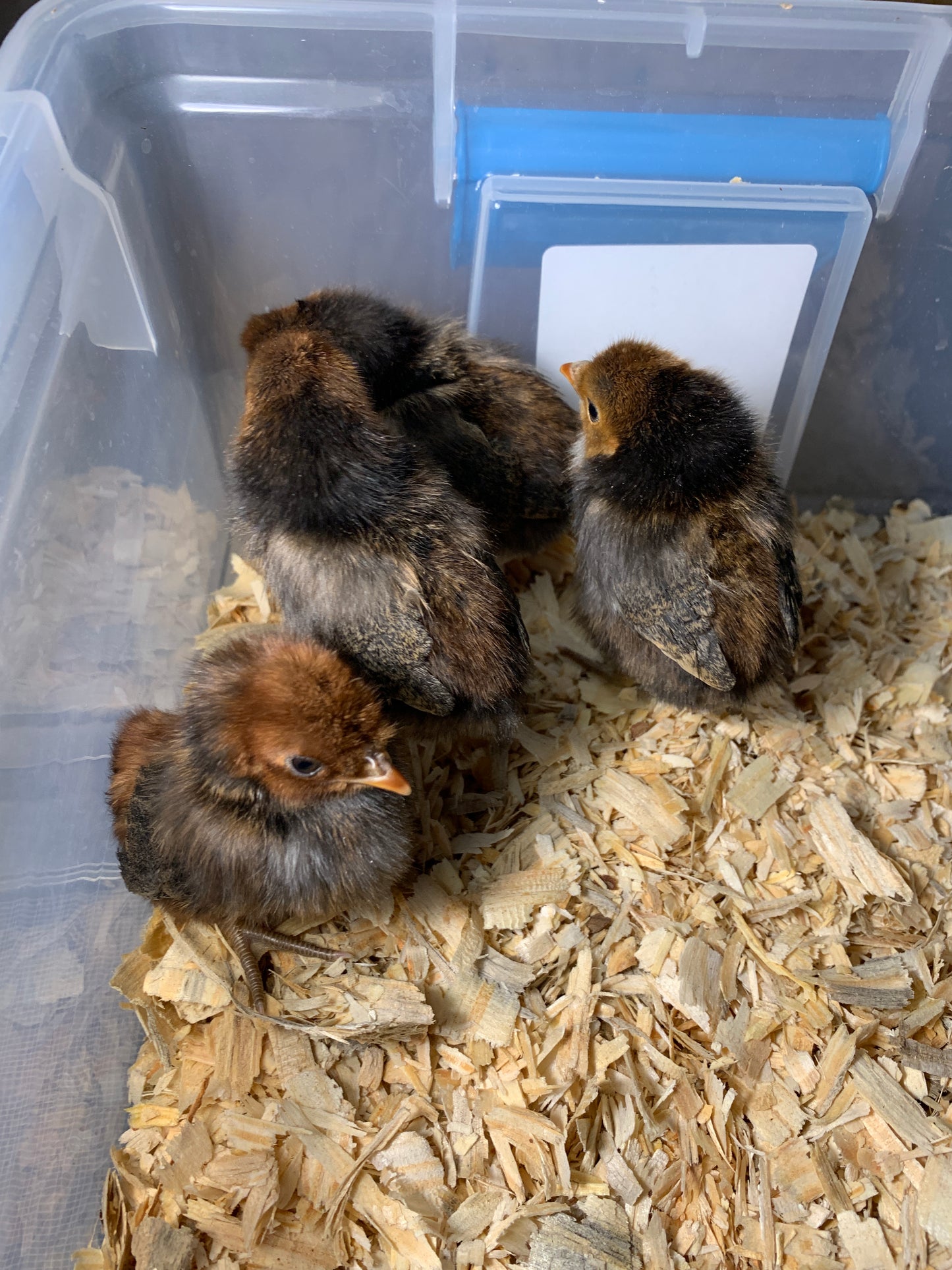 Golden Spangled Appenzeller Spitzhauben-Unsexed