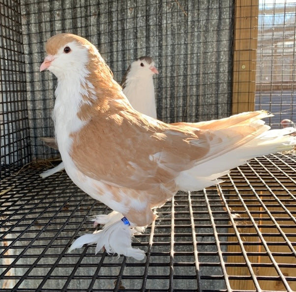 Pair-Lahore Pigeons