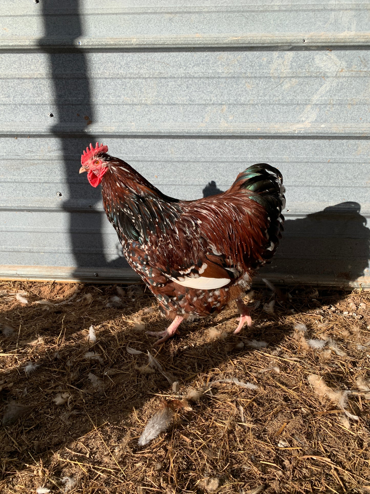 Rooster Jubilee Orpington