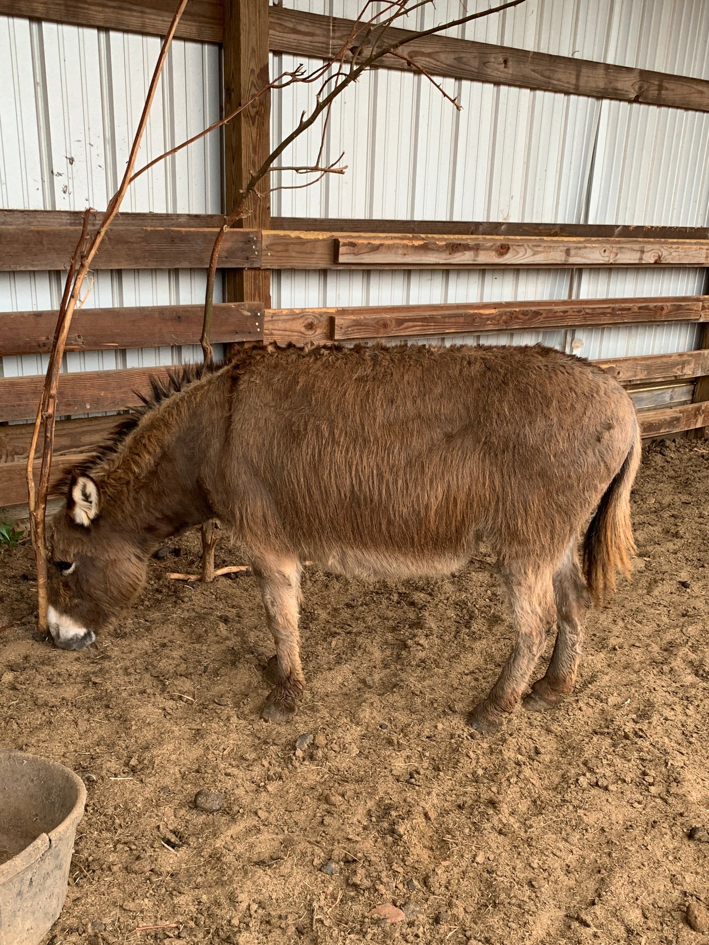 Jenny-Miniature Donkey-32" Expecting 2026 foal