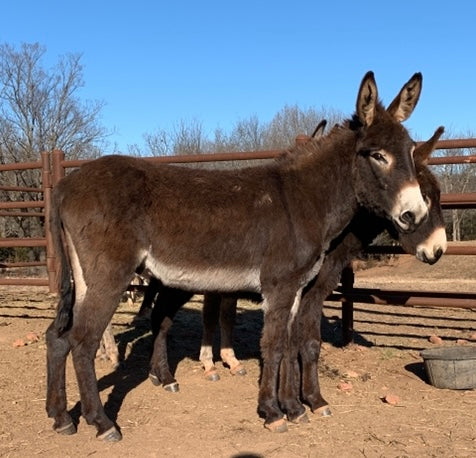 Jack-Standard Donkey
