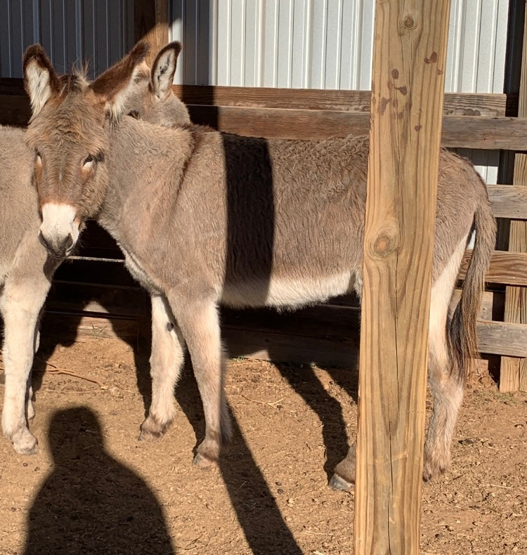 Jenny-Standard Donkey