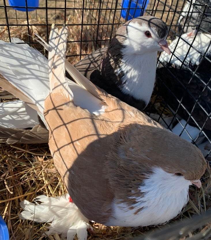 Pair-Lahore Pigeons