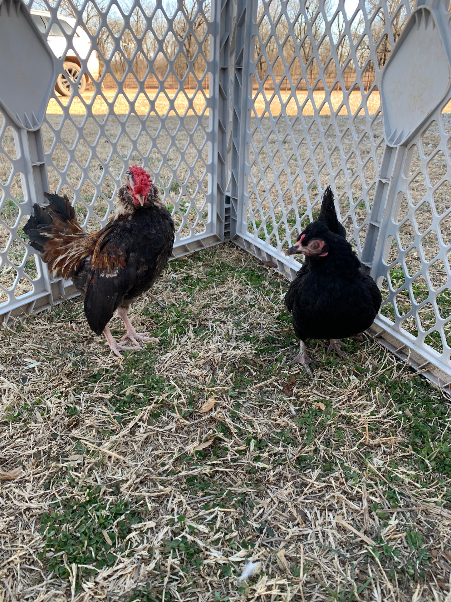 Pair Kikiriki Bantams