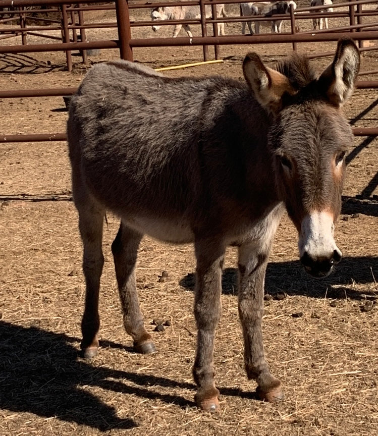 Bred Jenny-Standard Donkey